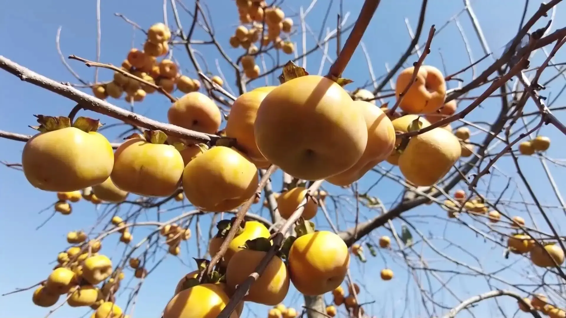Mùa thu trên cao nguyên Mộc Châu | Trăm miền hội tụ | 31/10/2025
